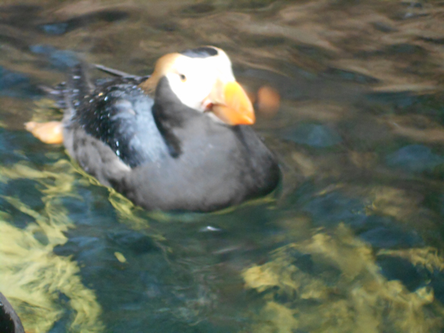 Tufted puffin