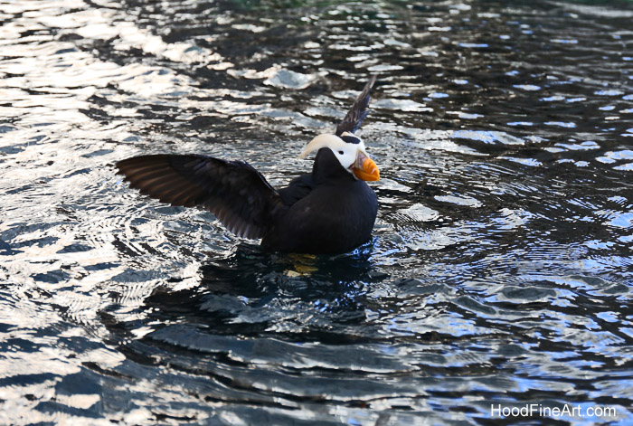 Tufted puffin