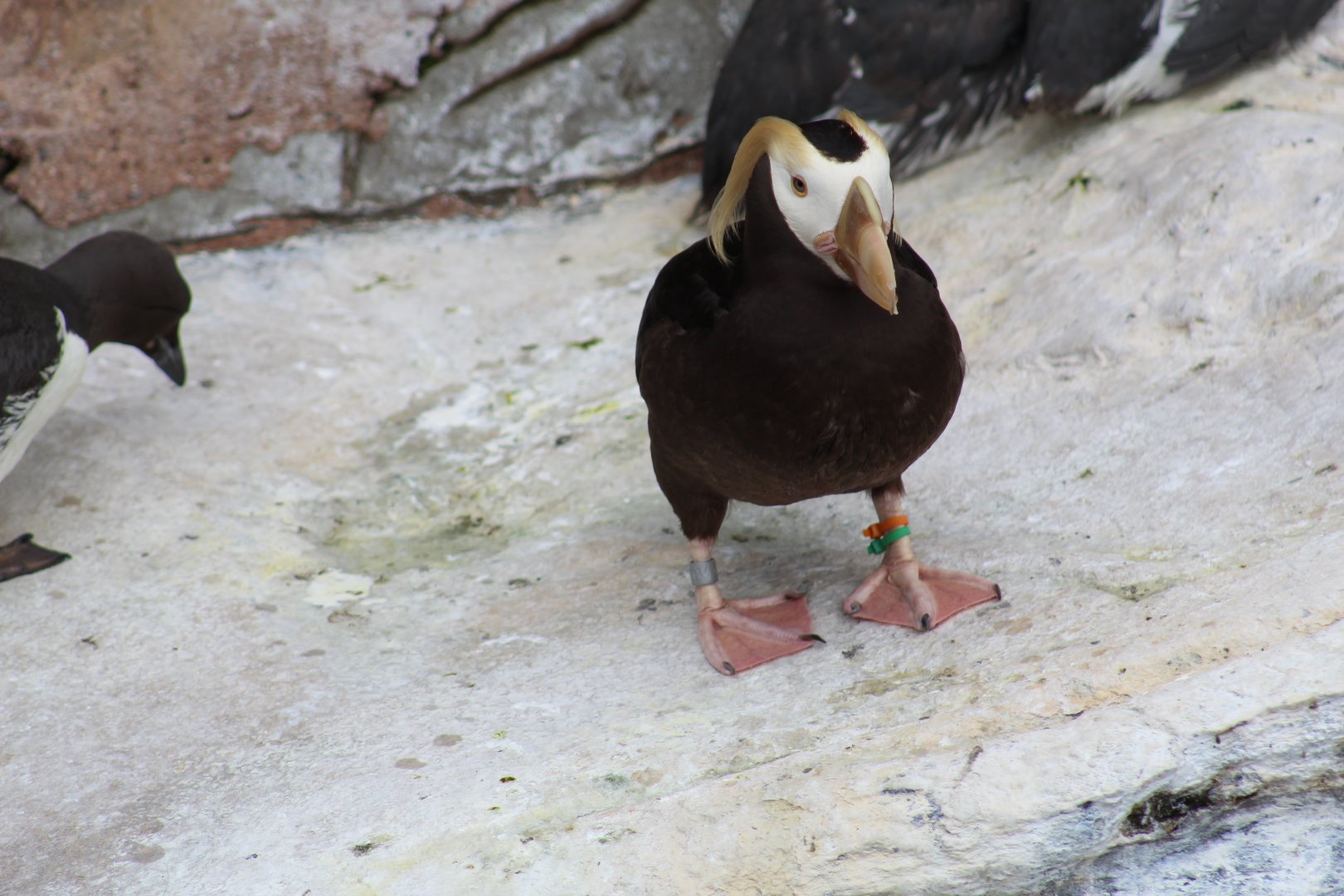Tufted Puffin