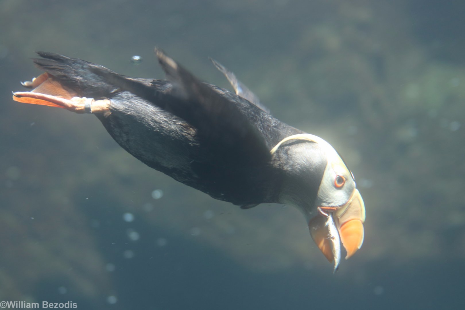 Tufted Puffin