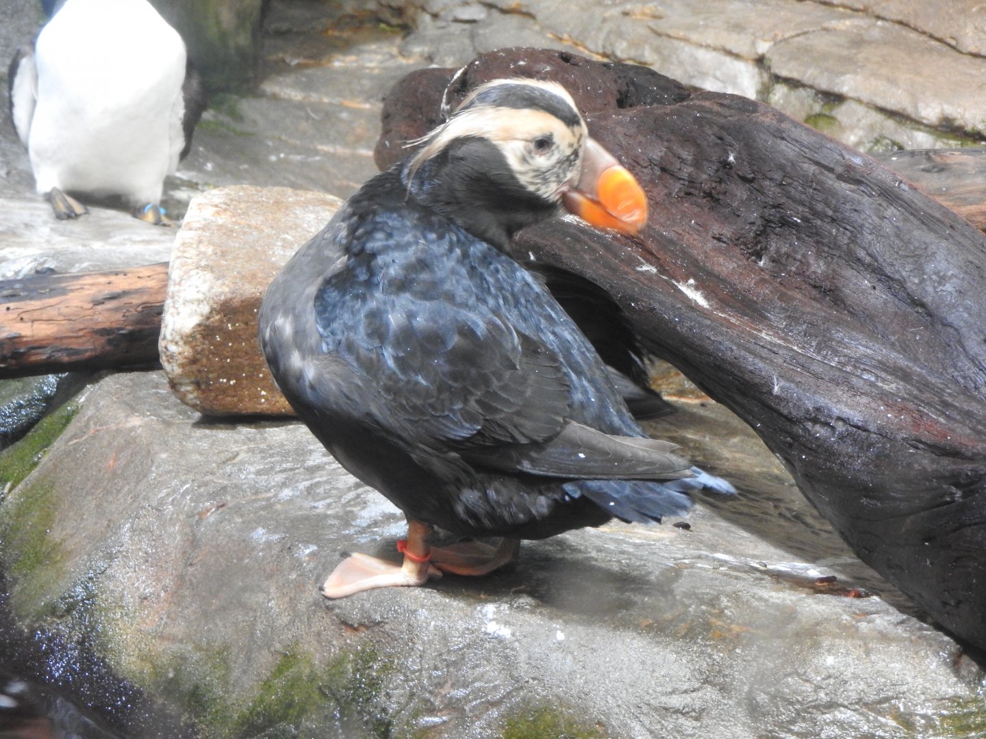Tufted Puffin
