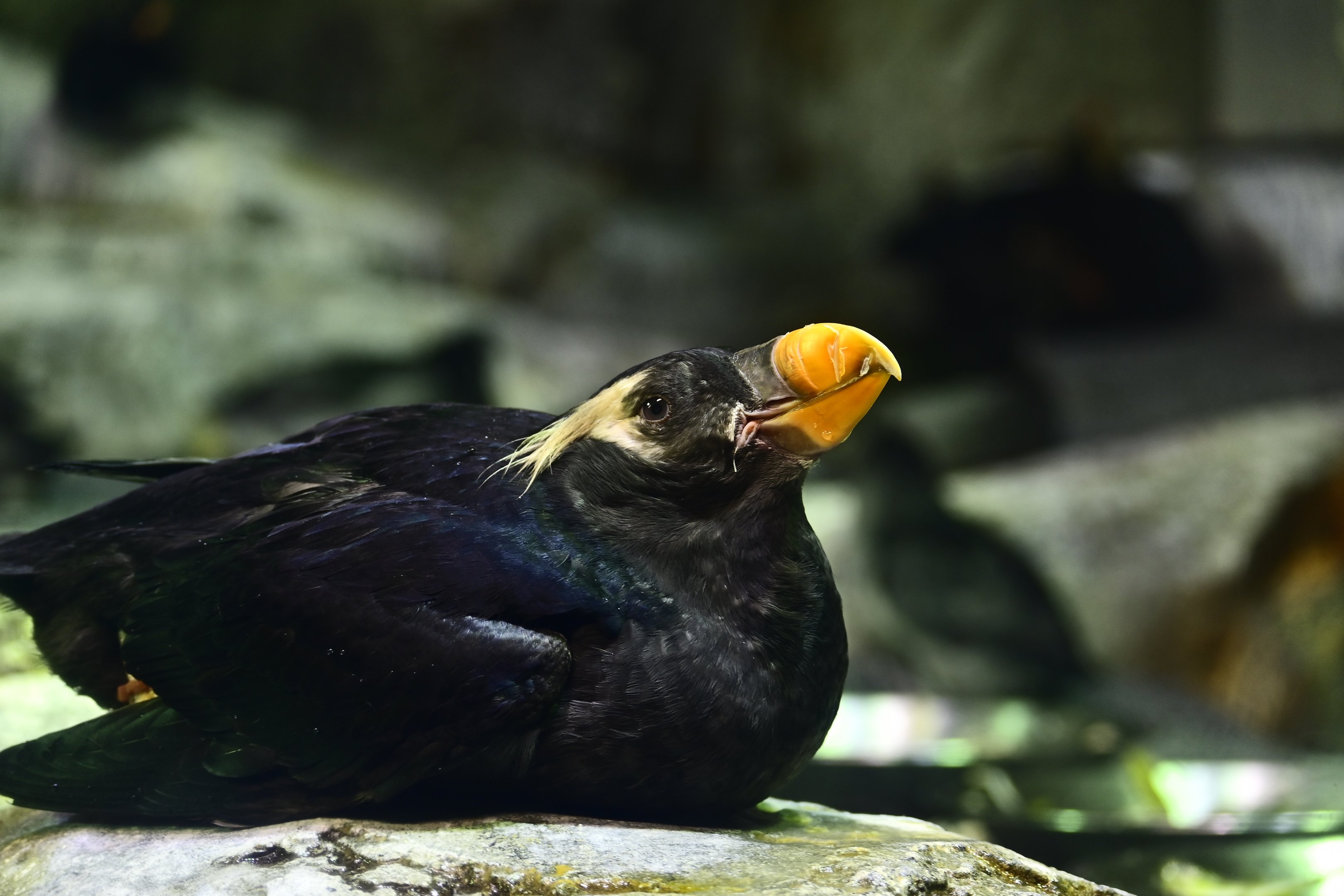Tufted Puffin
