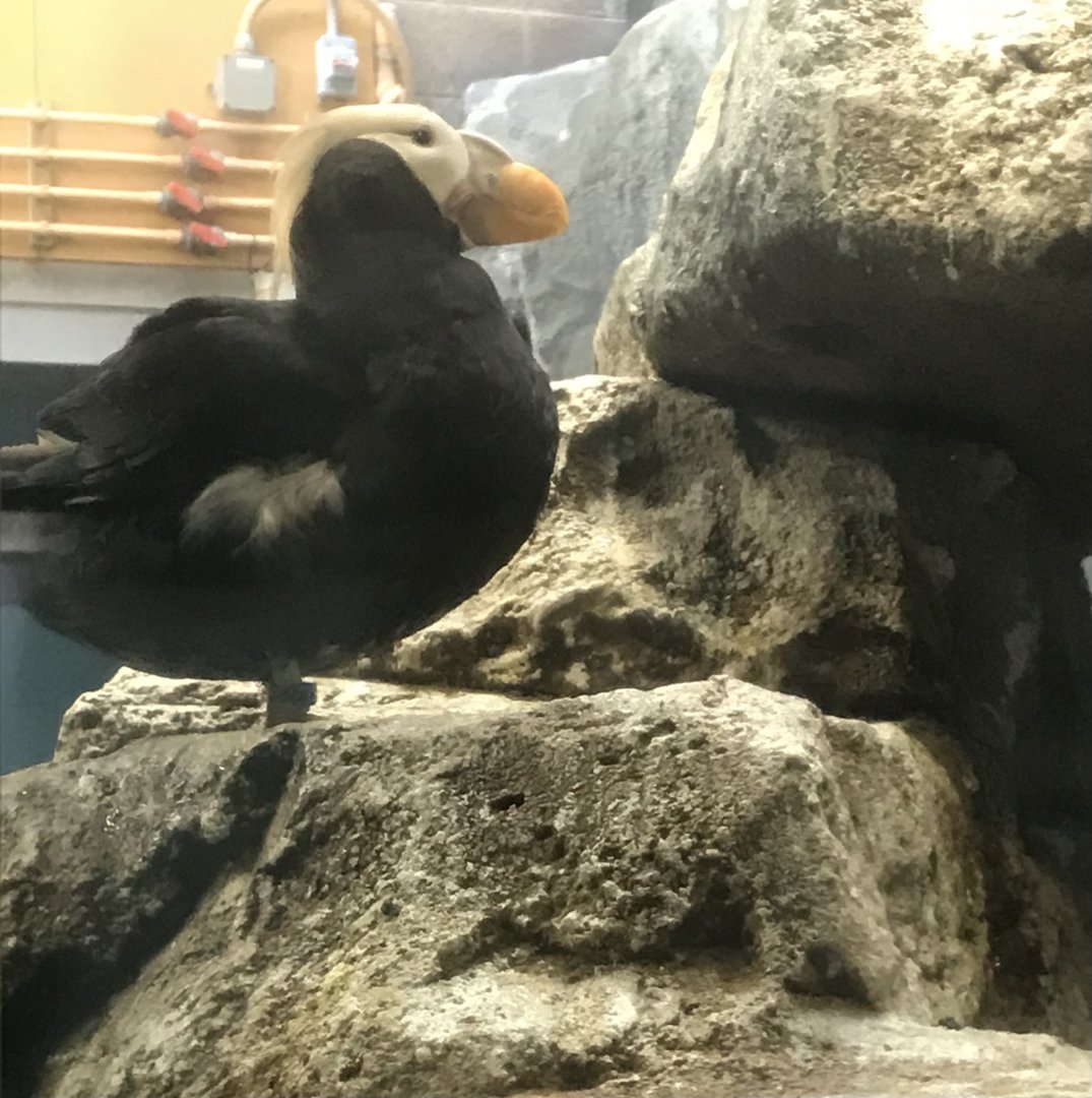 Tufted puffin.