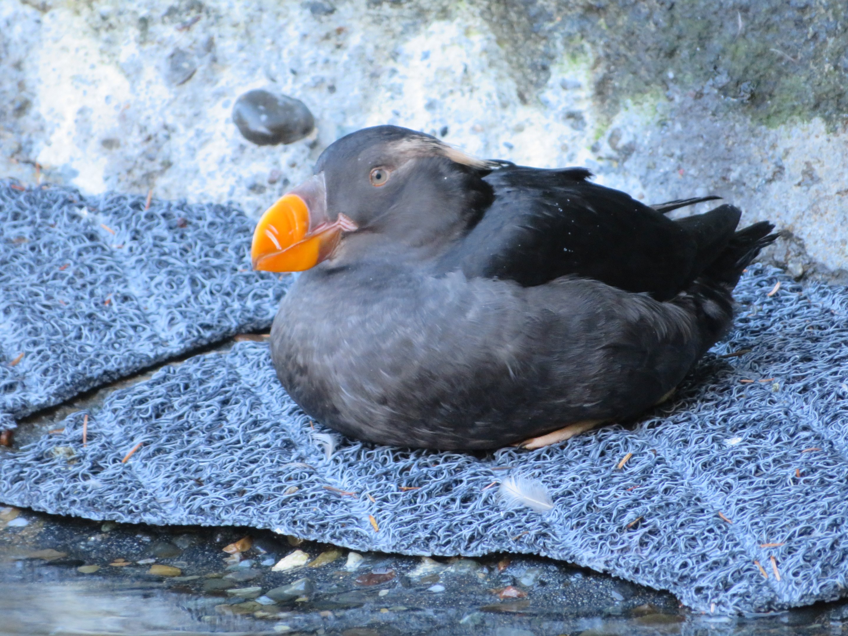 Tufted Puffin