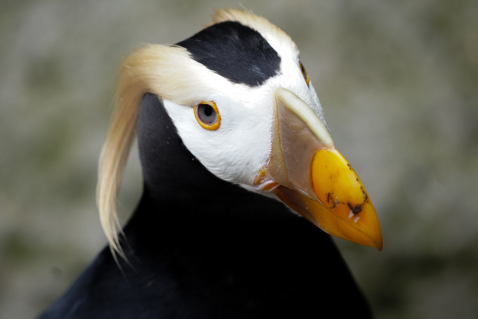 Tufted Puffin