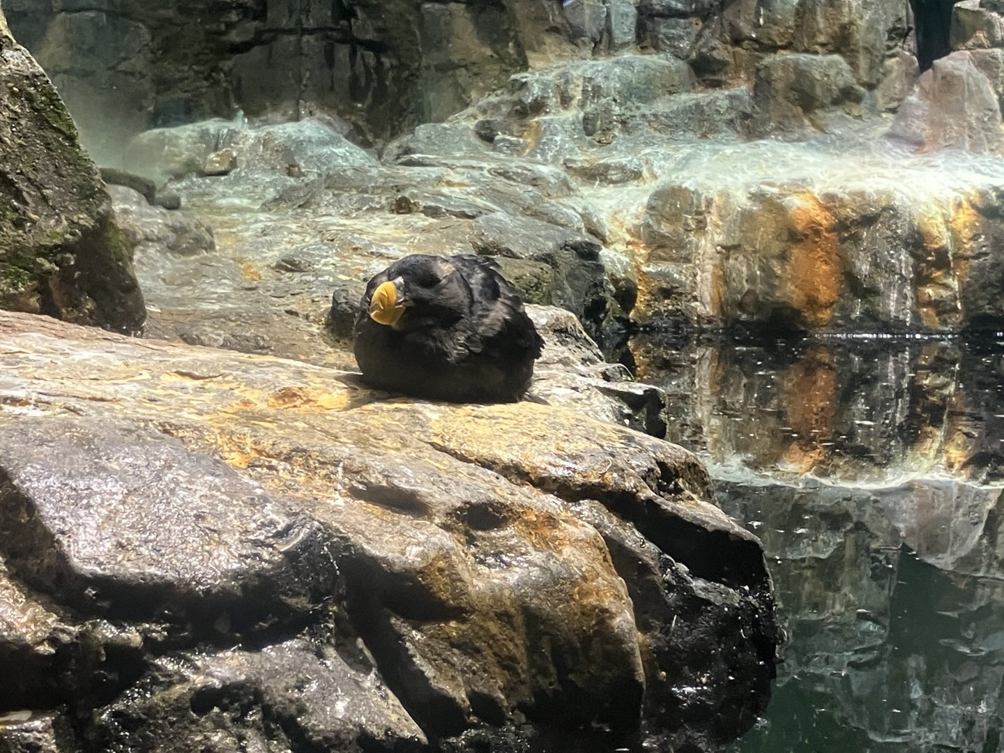 Tufted Puffin