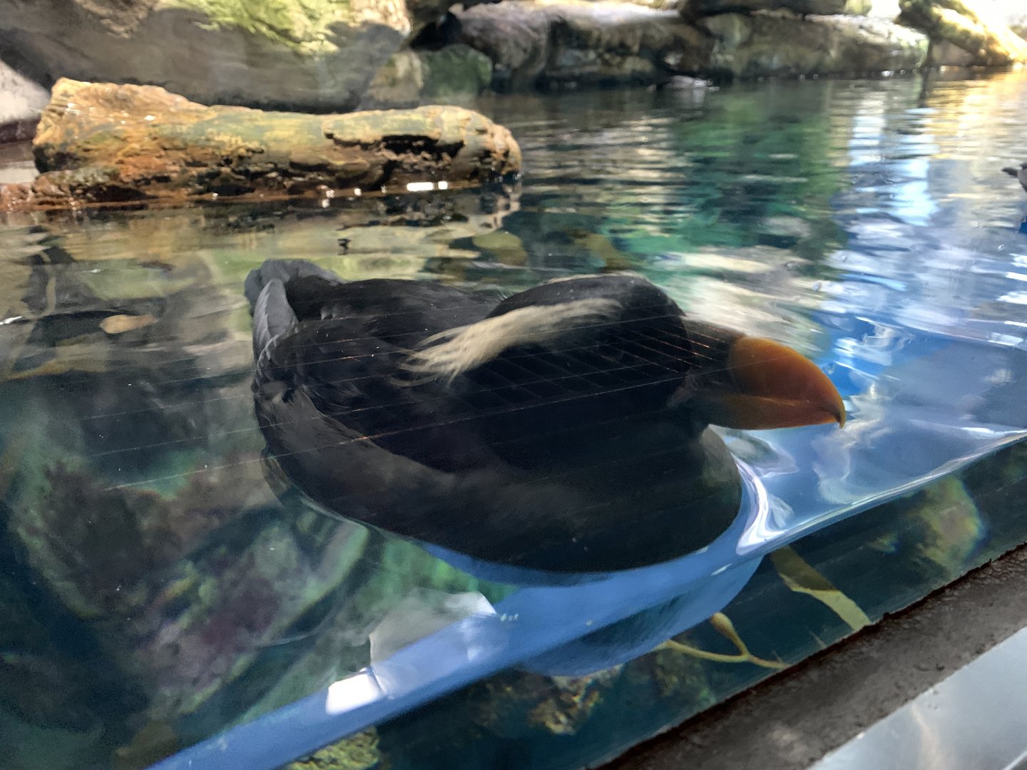 Tufted Puffin