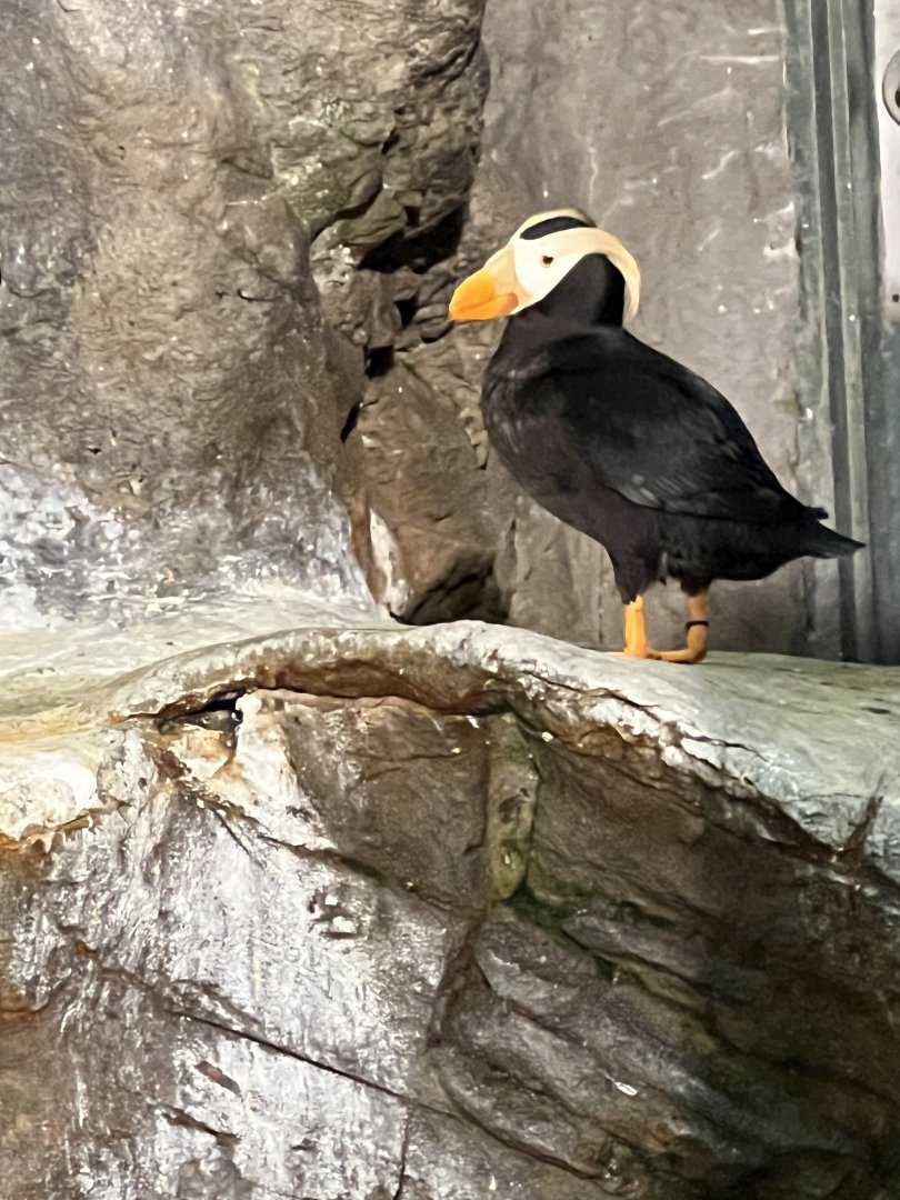 Tufted Puffin