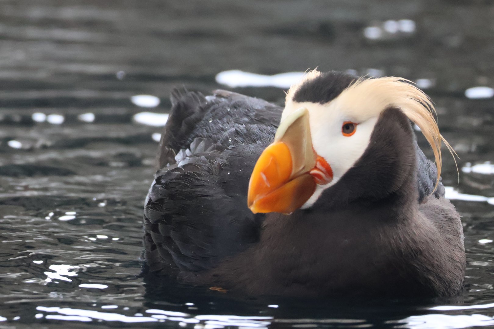 Tufted Puffin