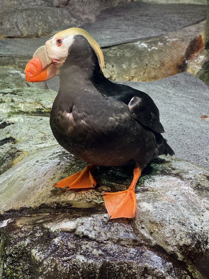 Tufted Puffin