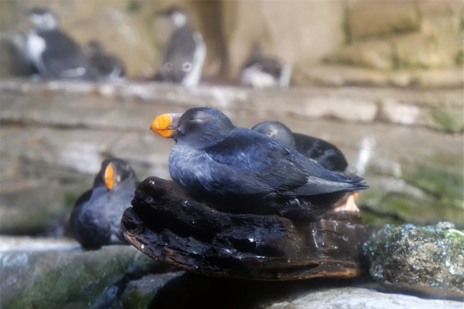 Tufted Puffin