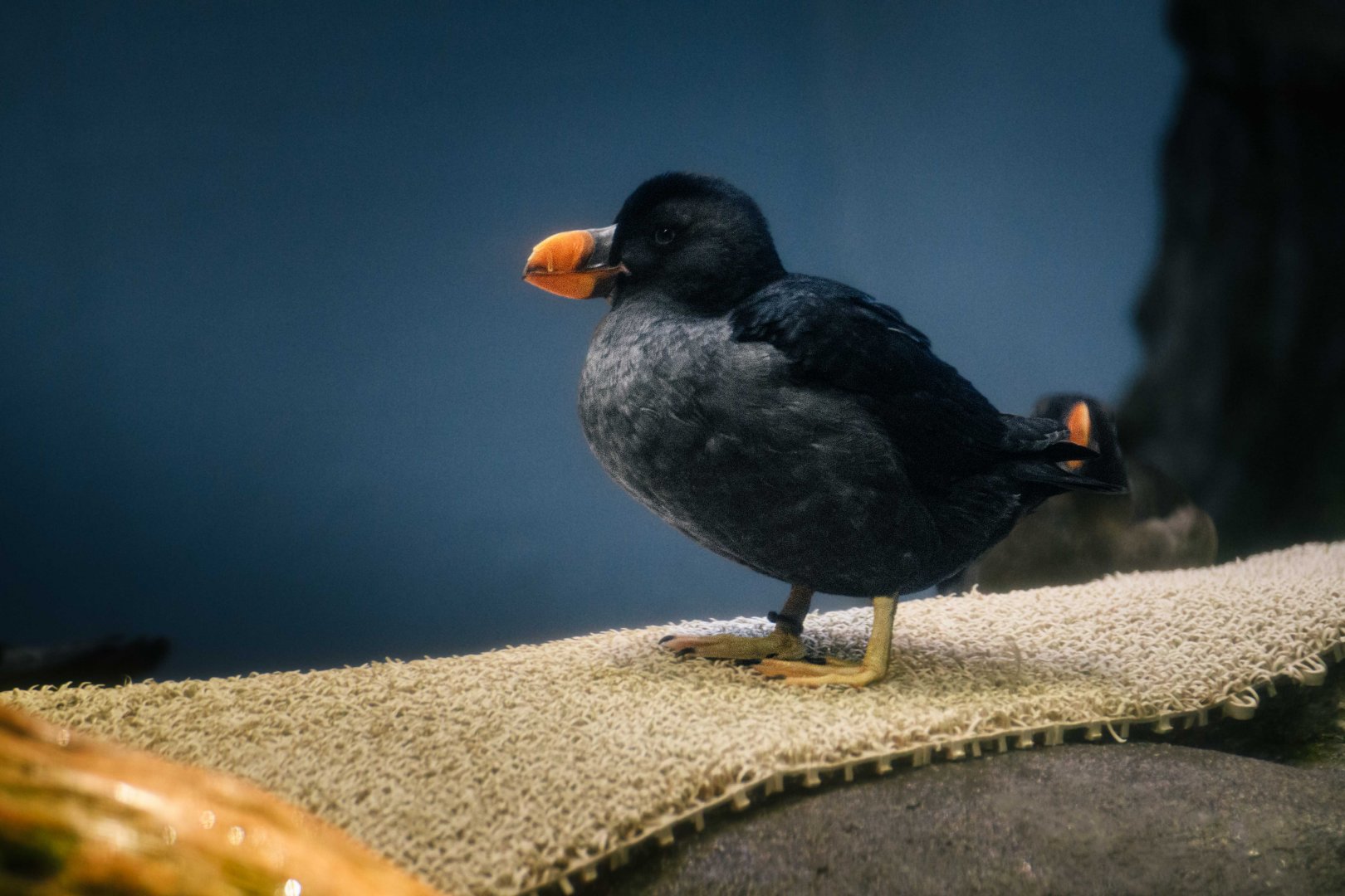 Tufted Puffin