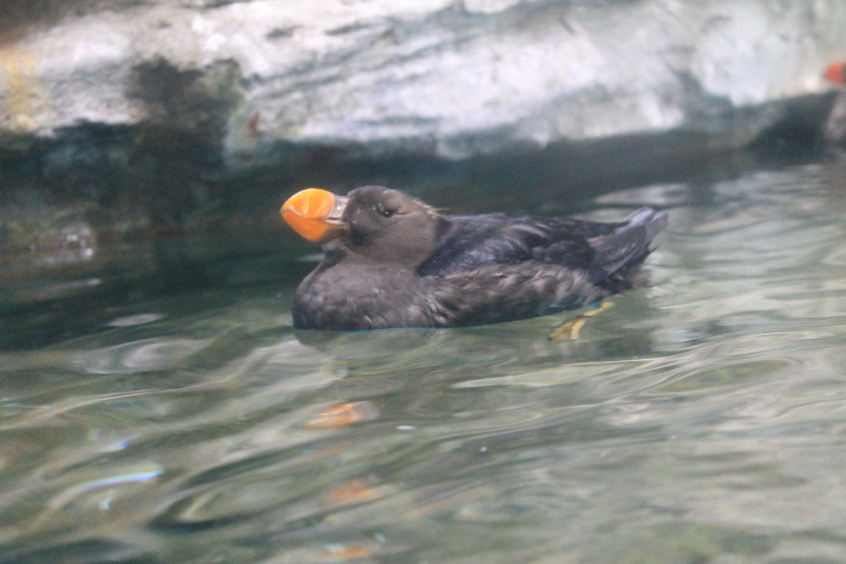 Tufted Puffin