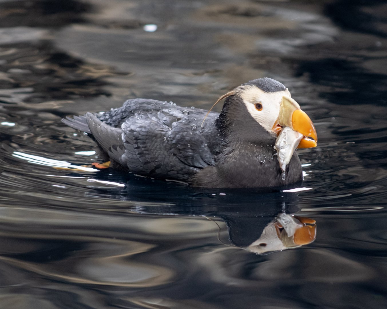 Tufted Puffin