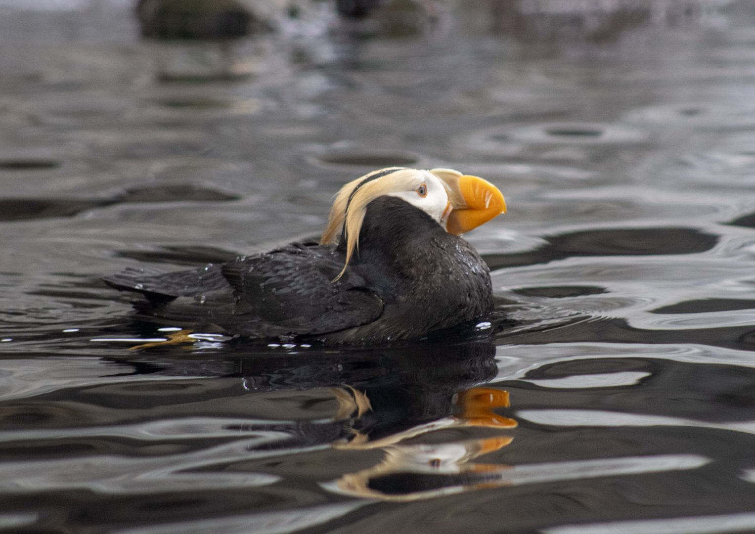 Tufted Puffin