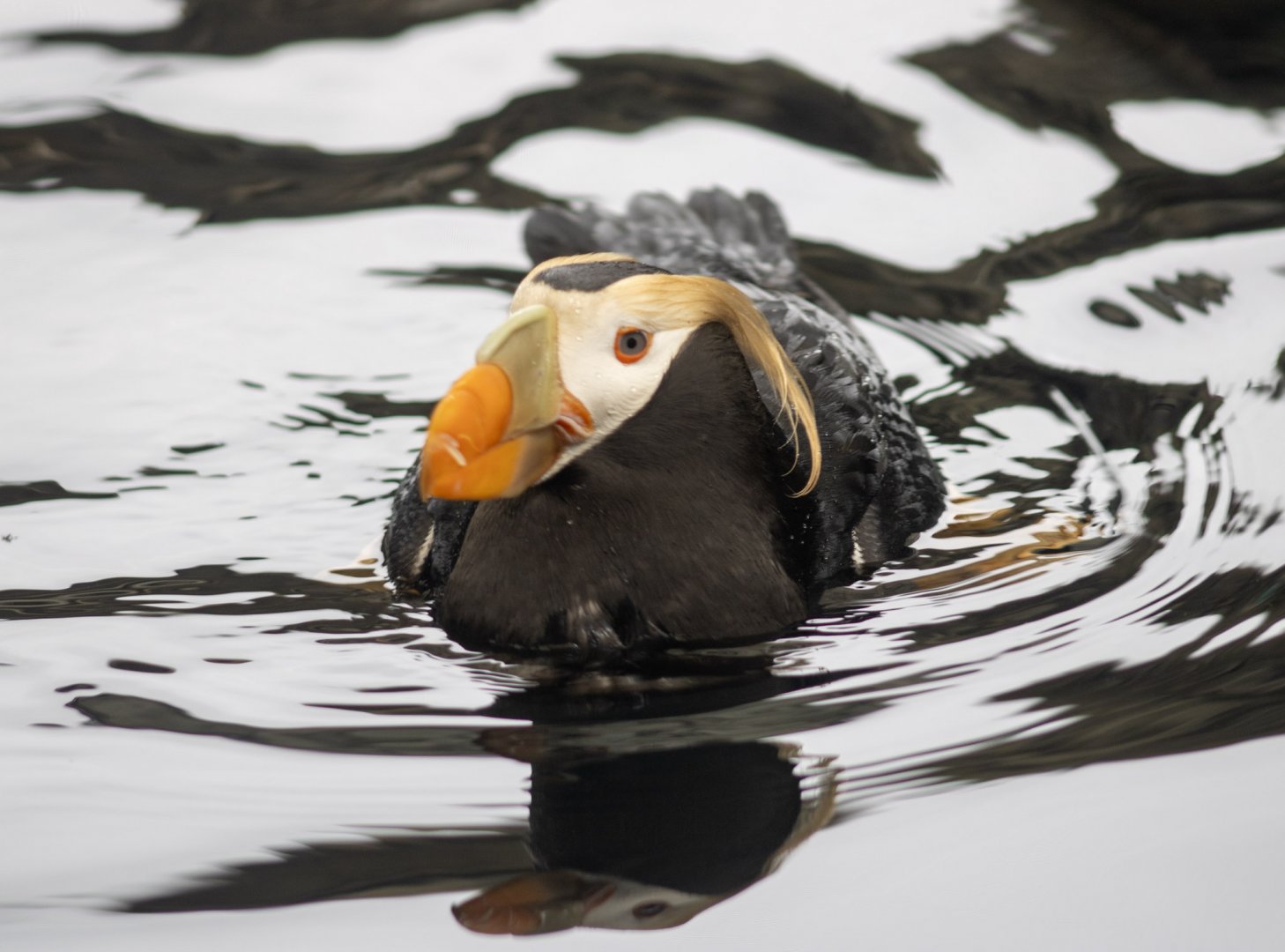 Tufted Puffin