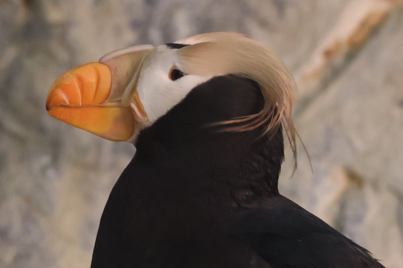 Tufted puffin