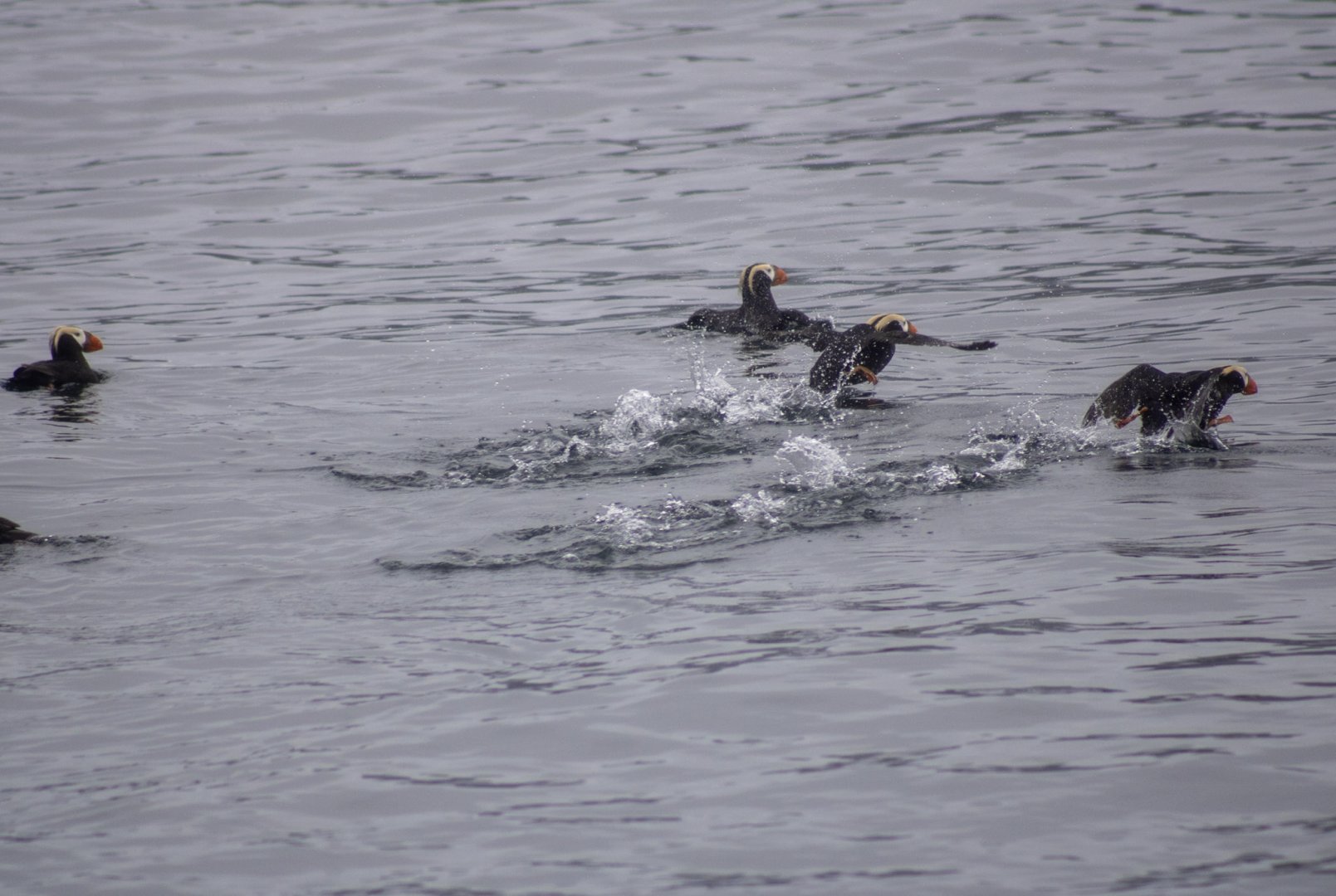 Tufted Puffins - Alaska