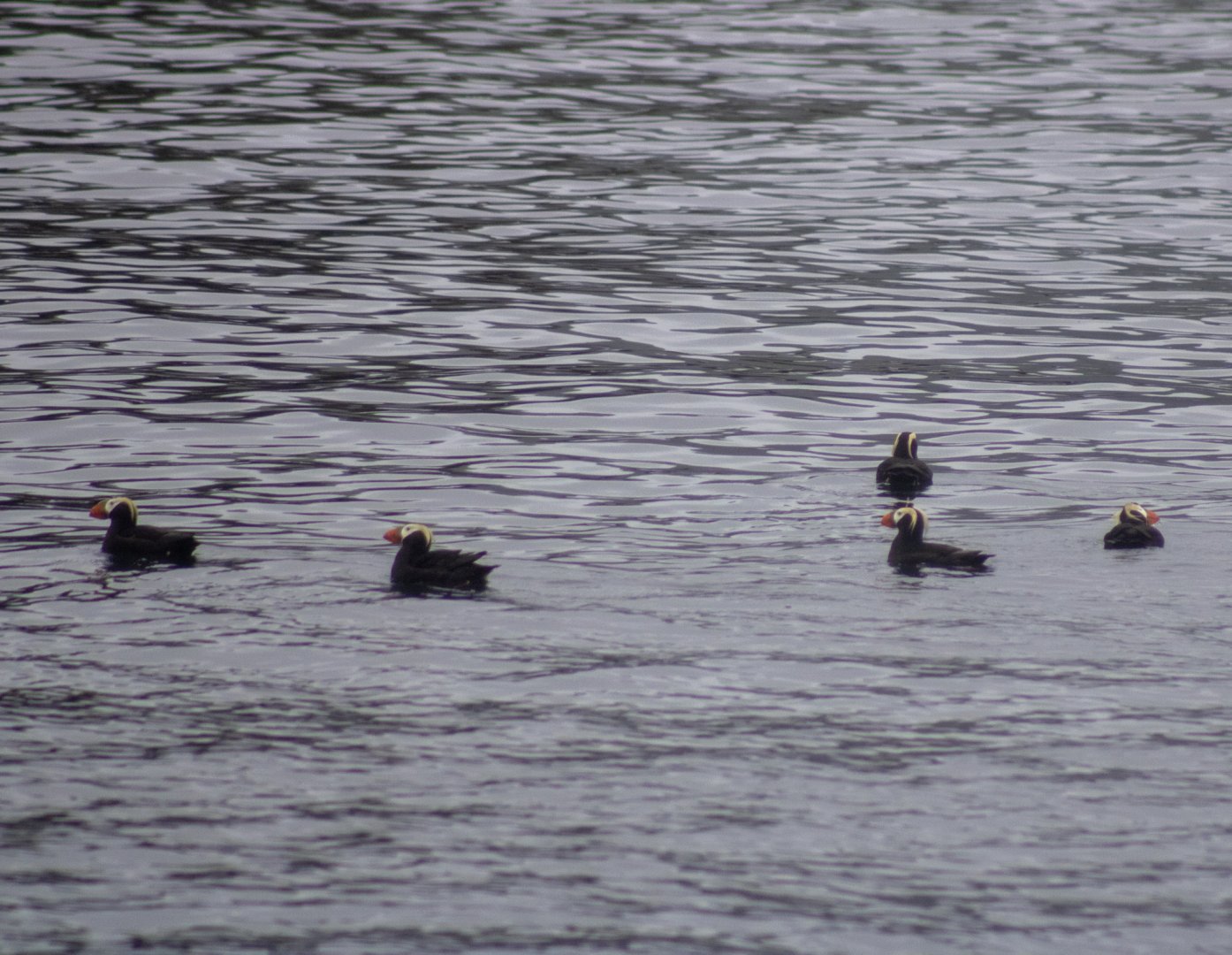 Tufted Puffins - Alaska