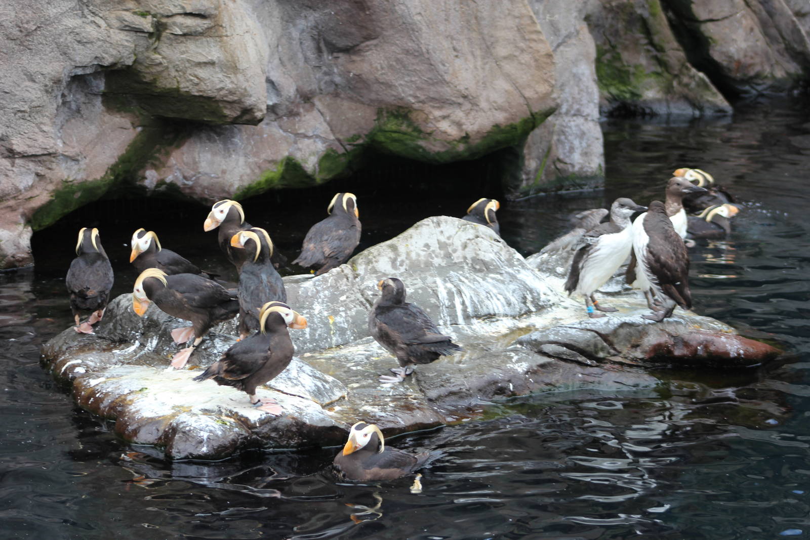 Tufted puffins and Common guillemots
