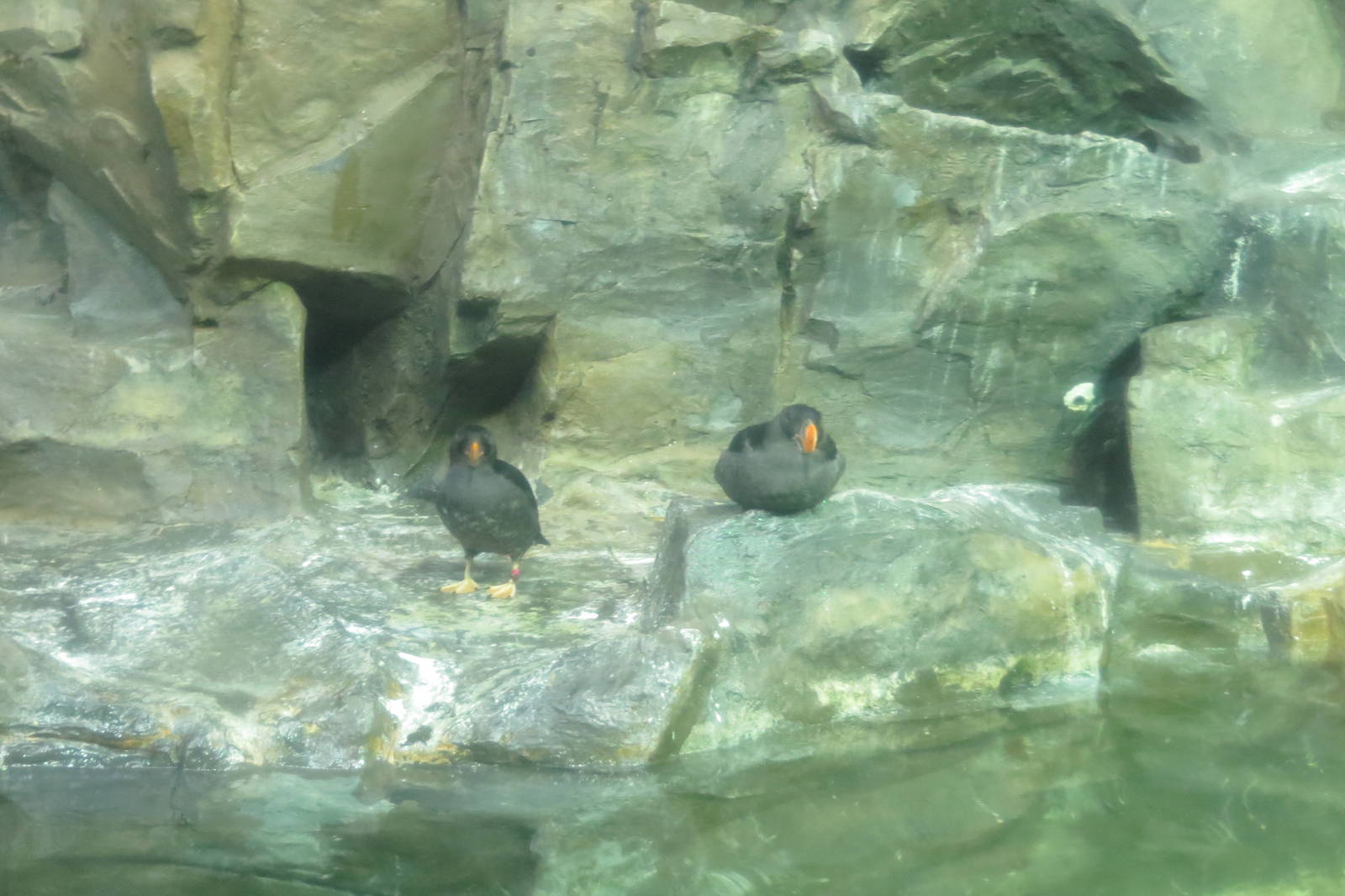 Tufted Puffins- Aquatic Birds House 031215