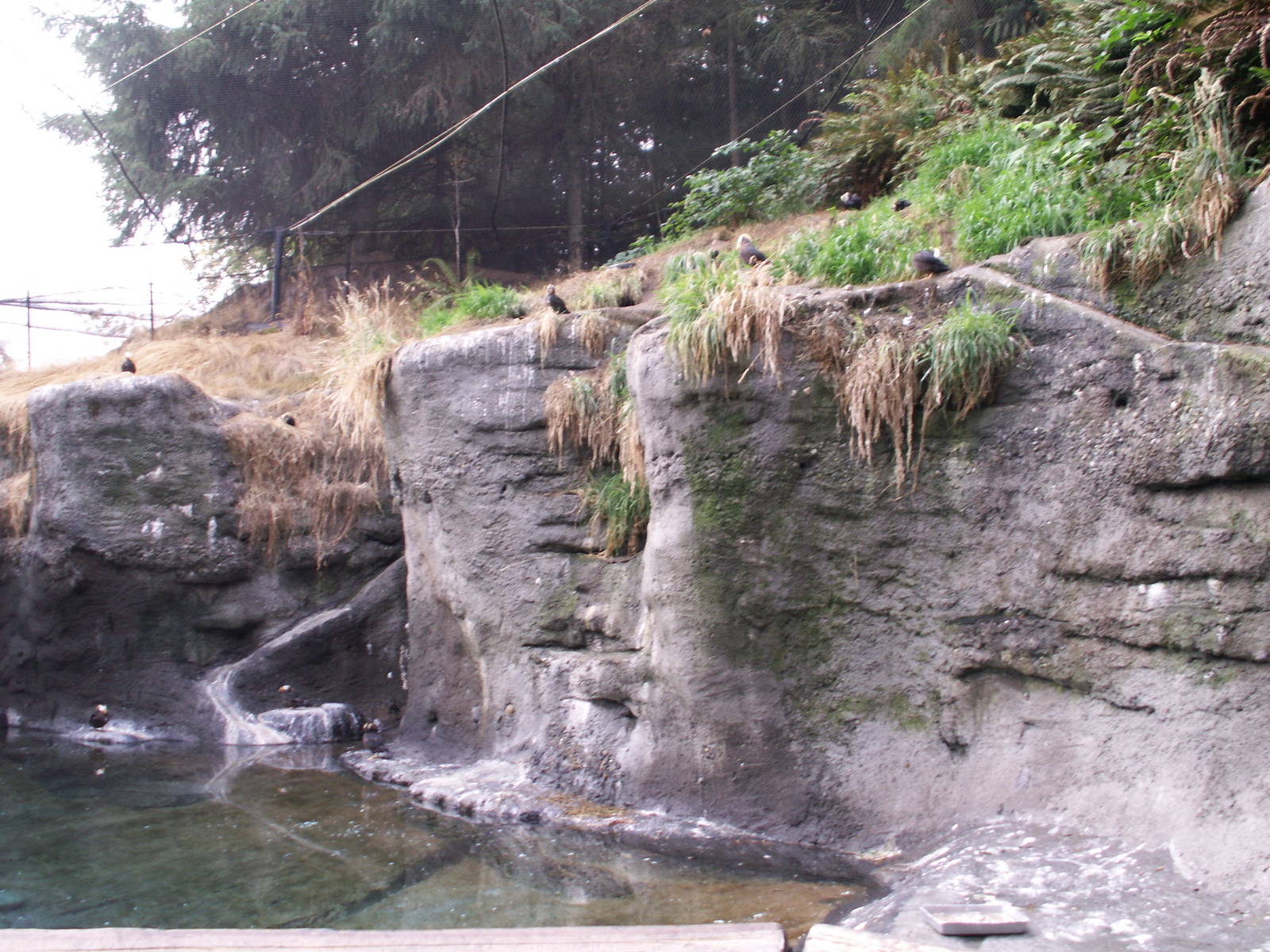 tufted puffins exhibit