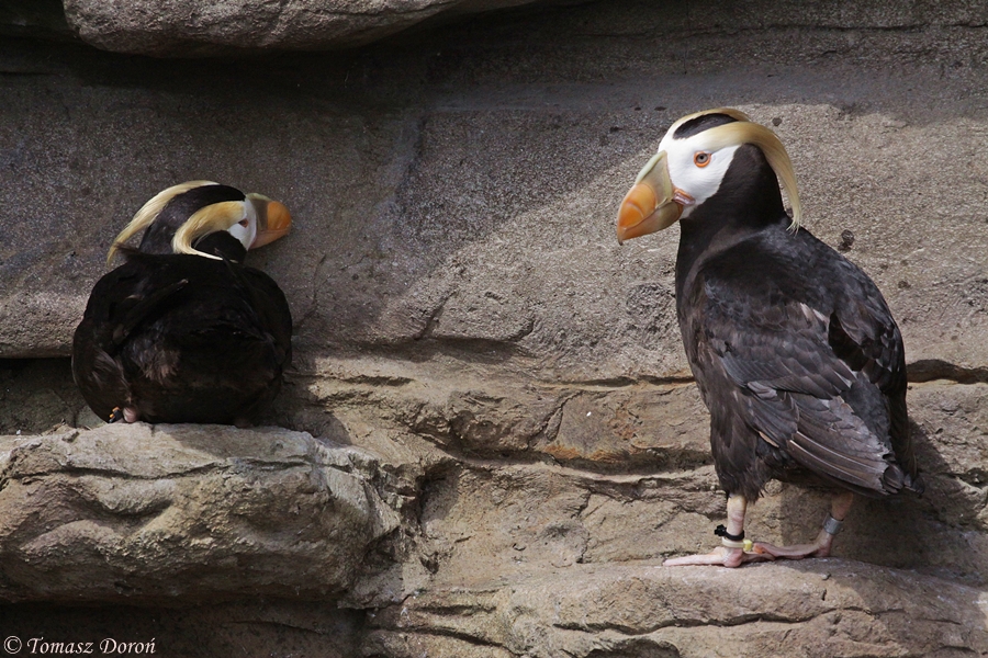 Tufted Puffins