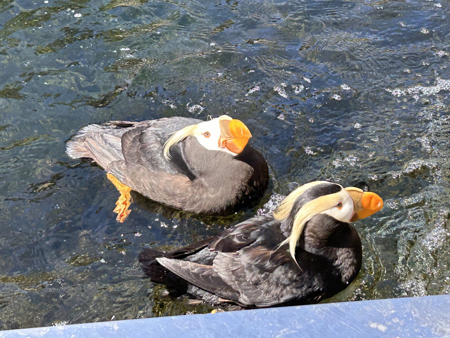 Tufted Puffins