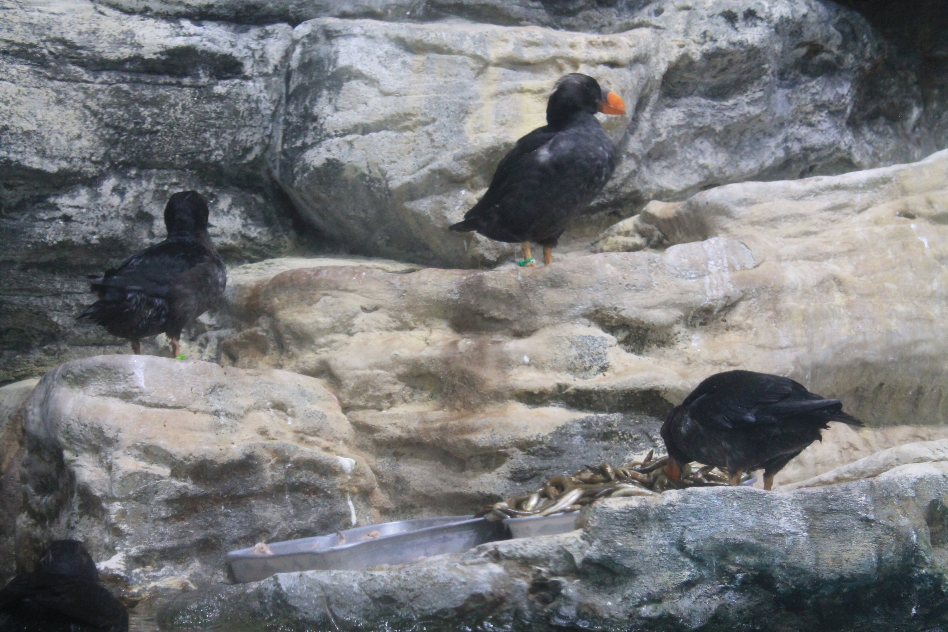 Tufted Puffins