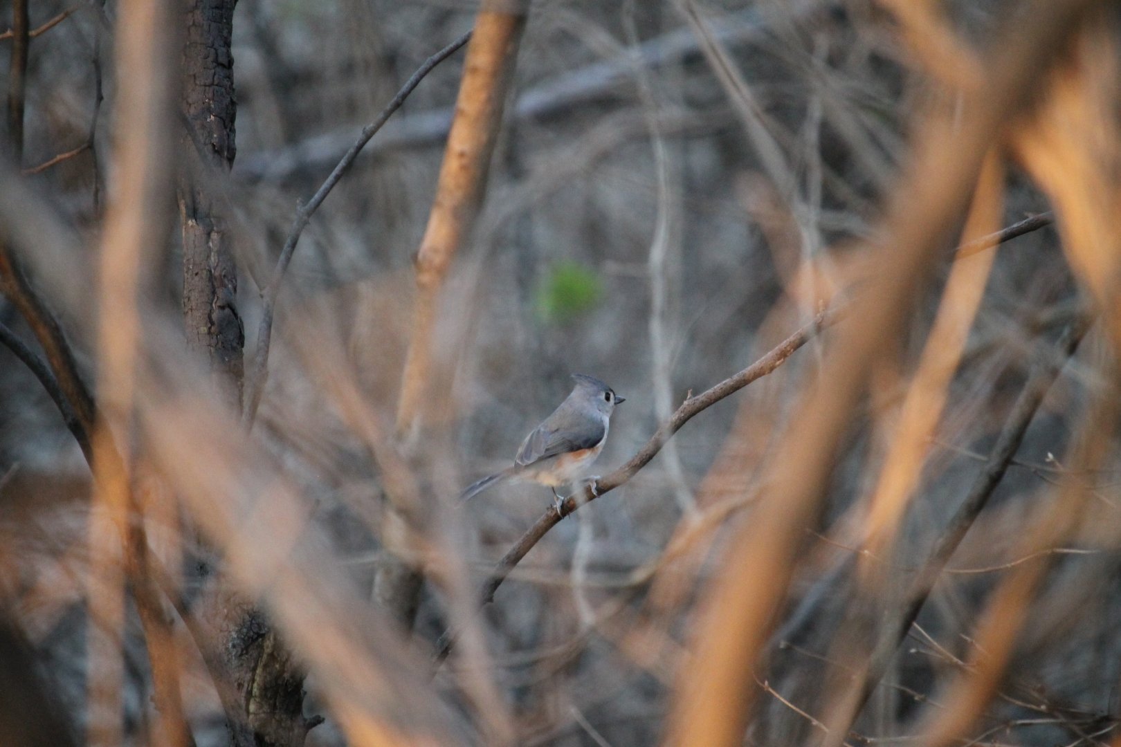 Tufted Titmouse (Baeolophus bicolor)