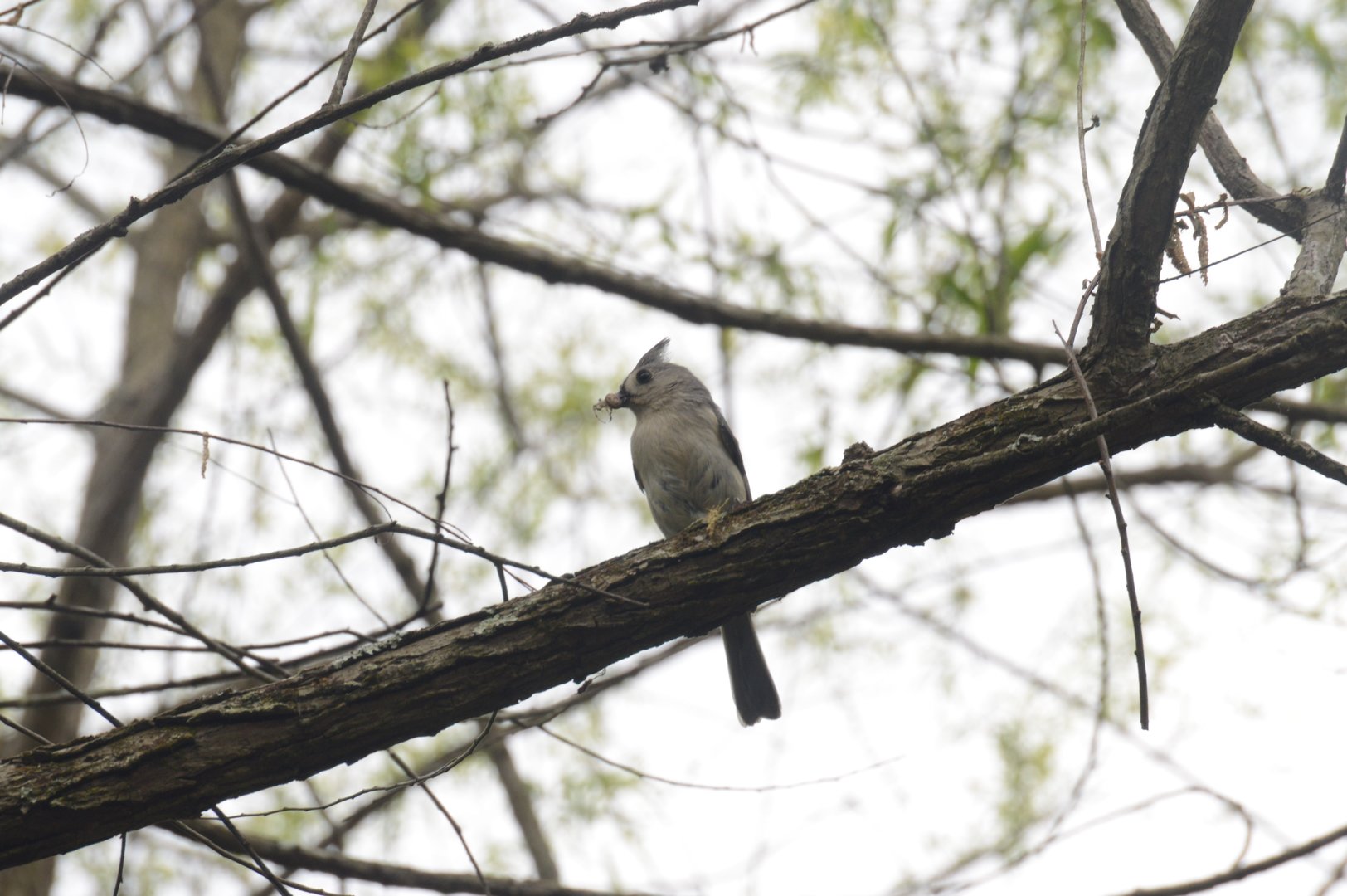 Tufted Titmouse (Baeolophus bicolor)