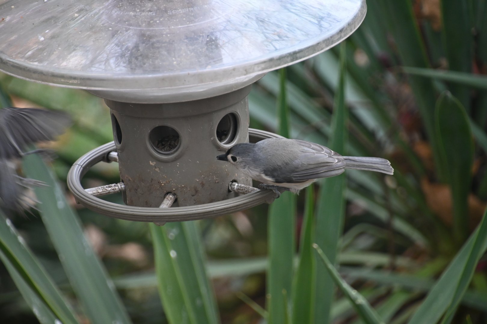 Tufted titmouse (Baeolophus bicolor)