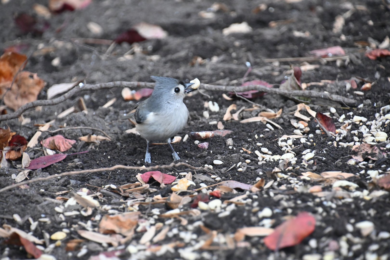 Tufted titmouse (Baeolophus bicolor)
