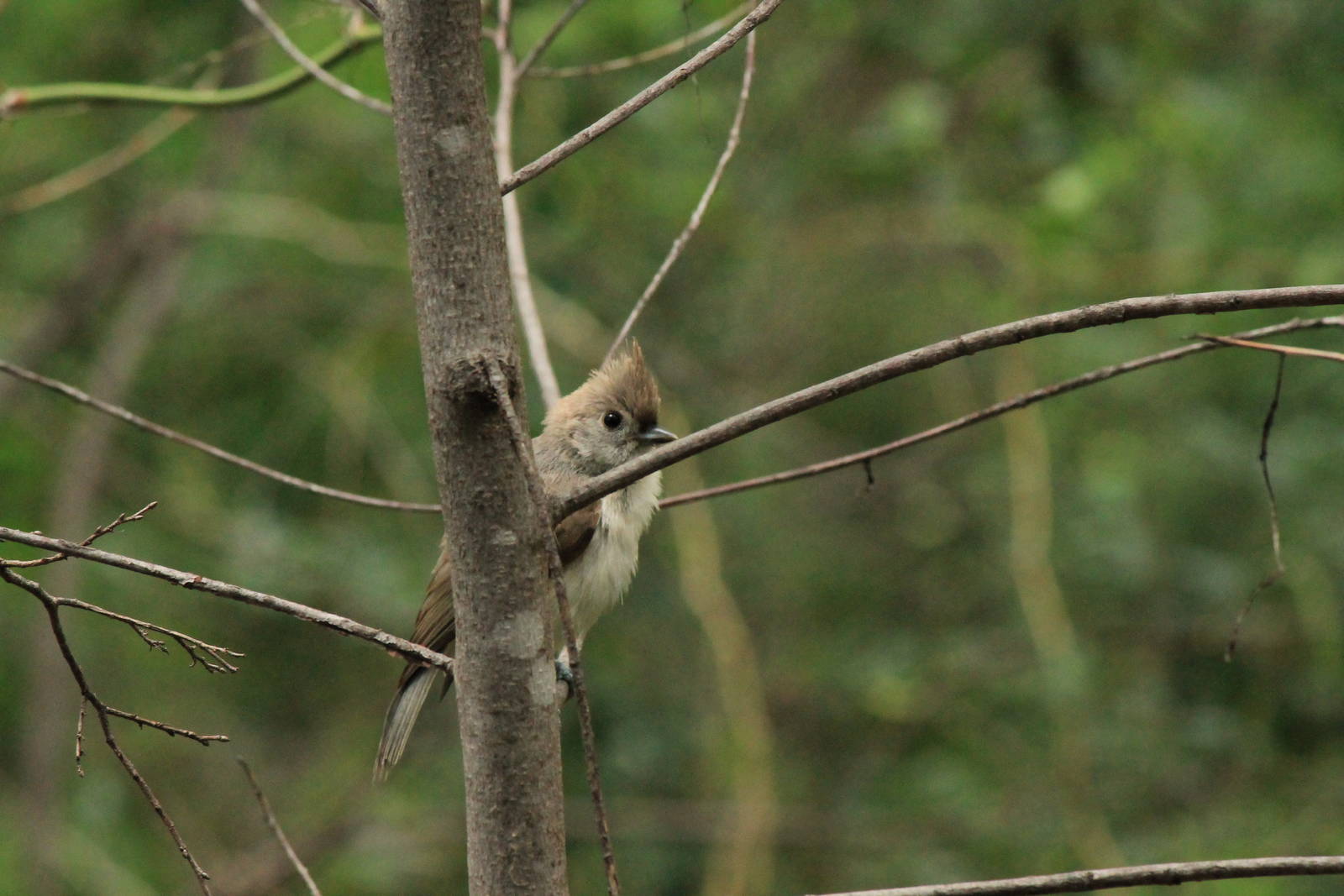 Tufted Titmouse