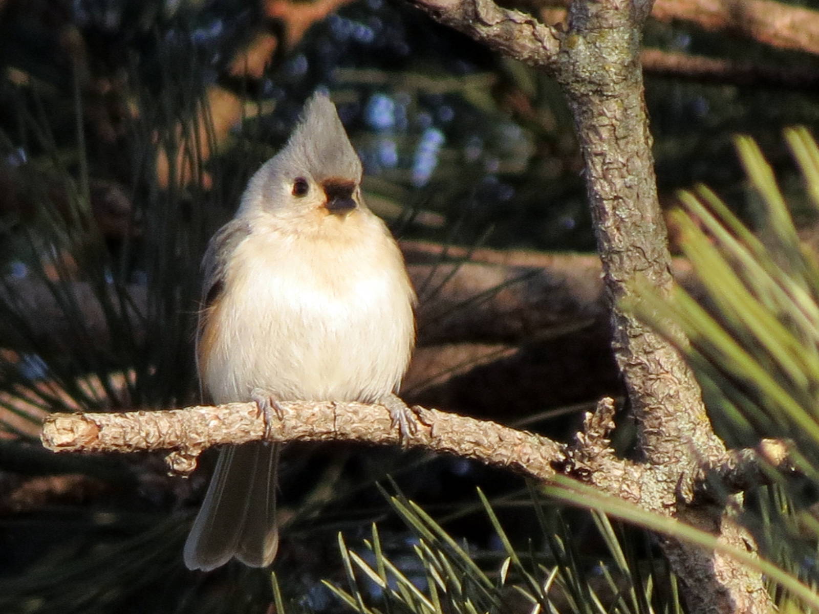 Tufted Titmouse