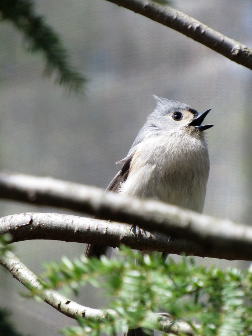 Tufted titmouse