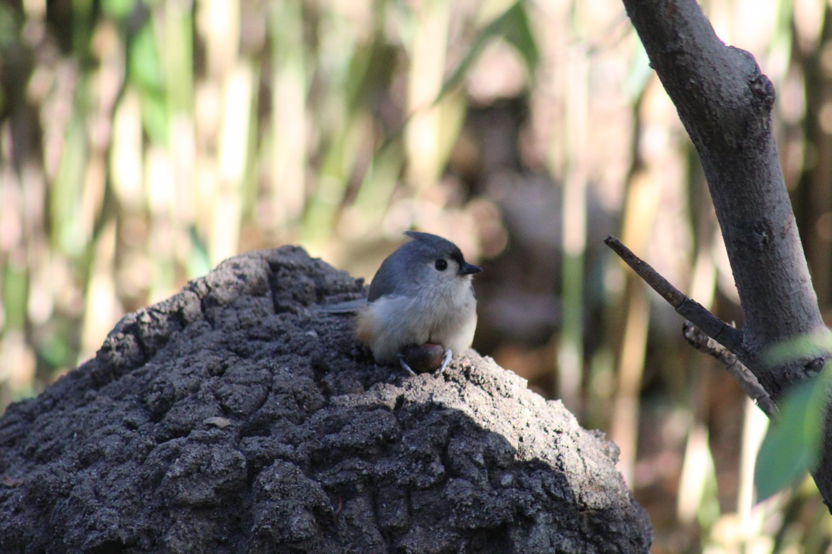 Tufted Titmouse