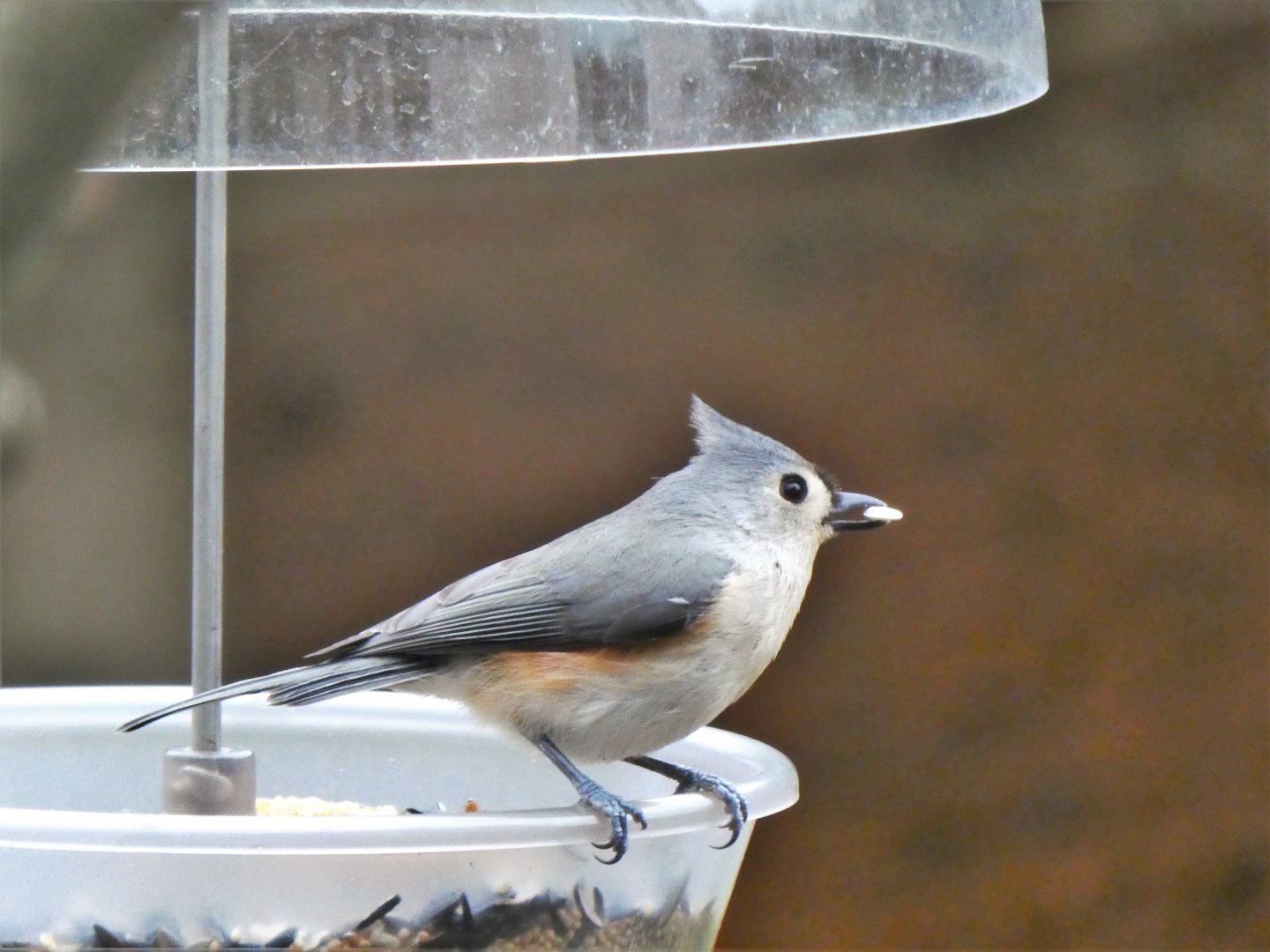Tufted Titmouse