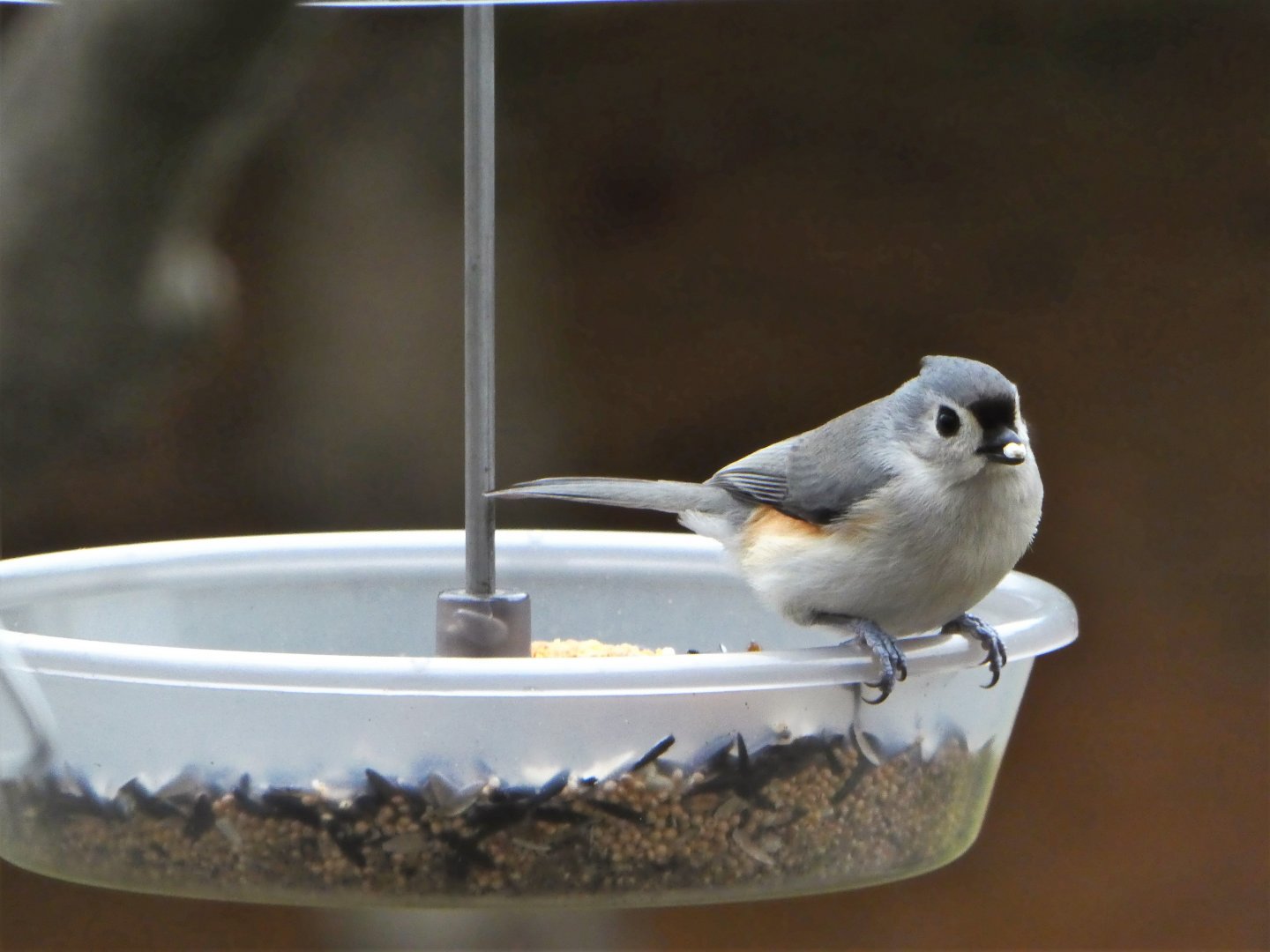 Tufted Titmouse
