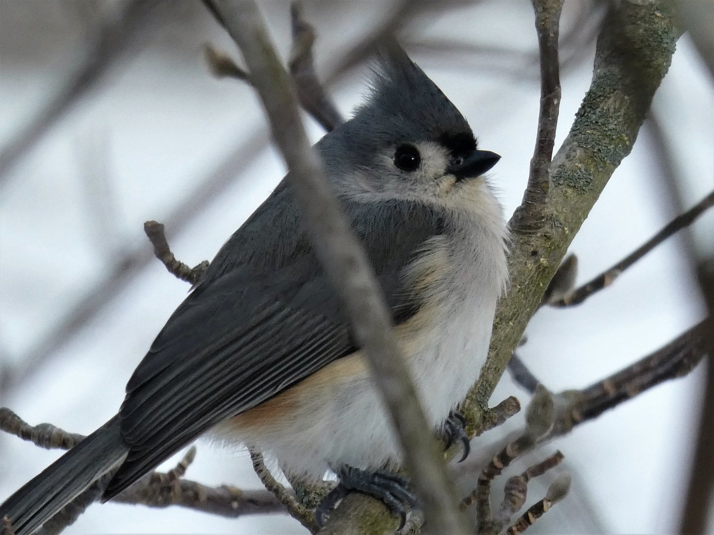 Tufted Titmouse