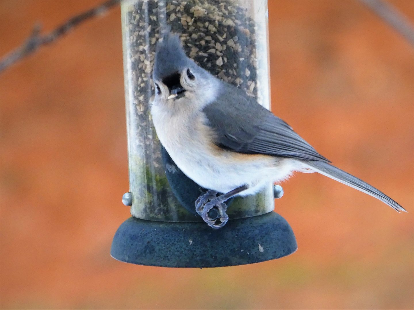 Tufted Titmouse