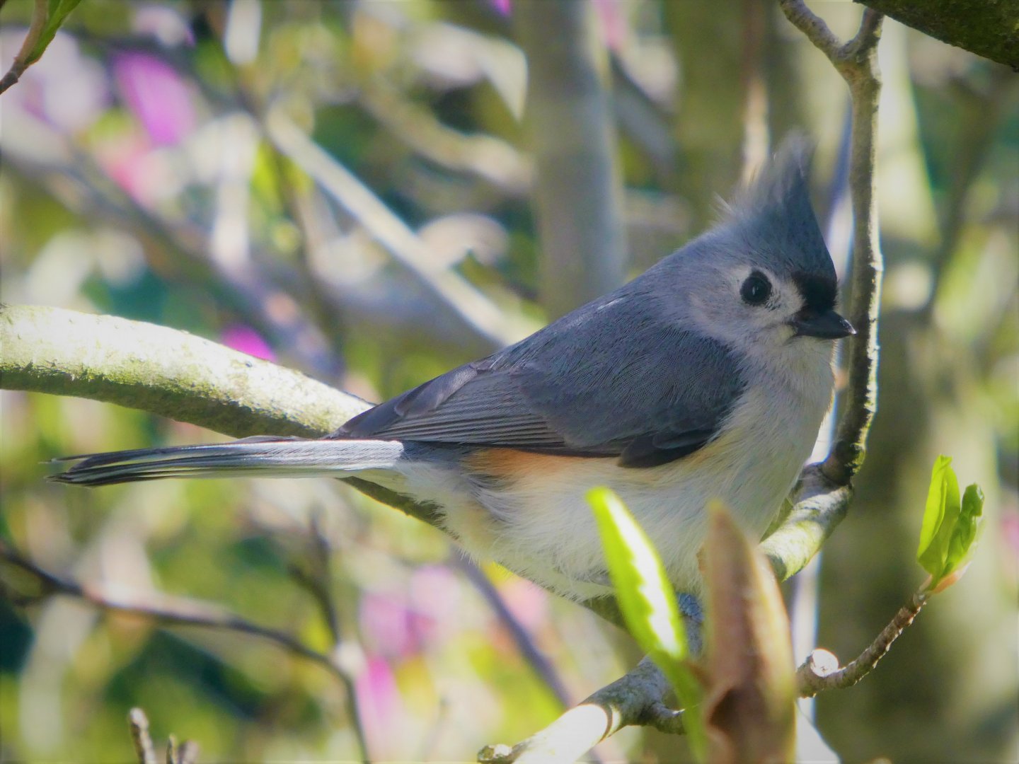 Tufted Titmouse