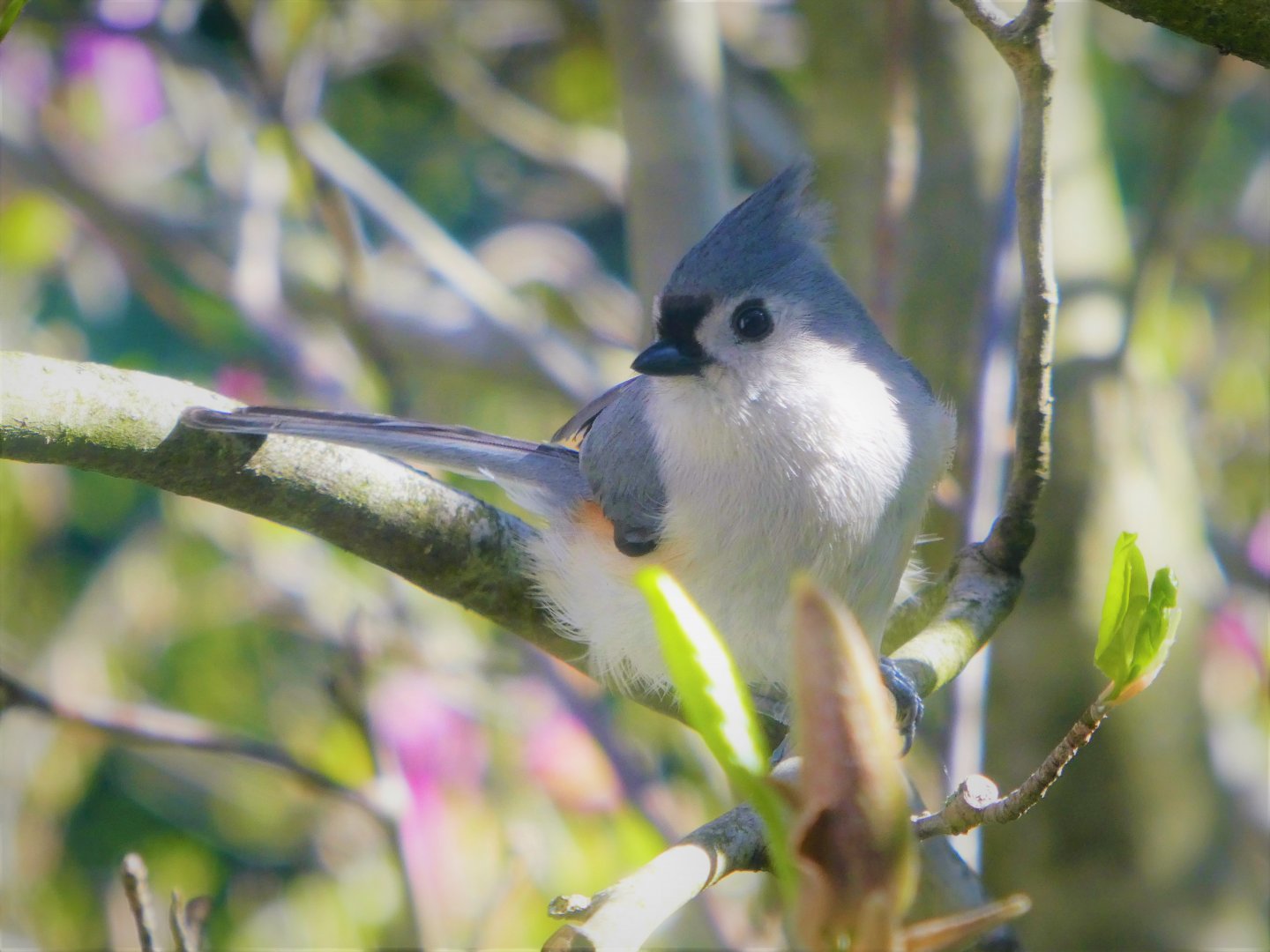 Tufted Titmouse