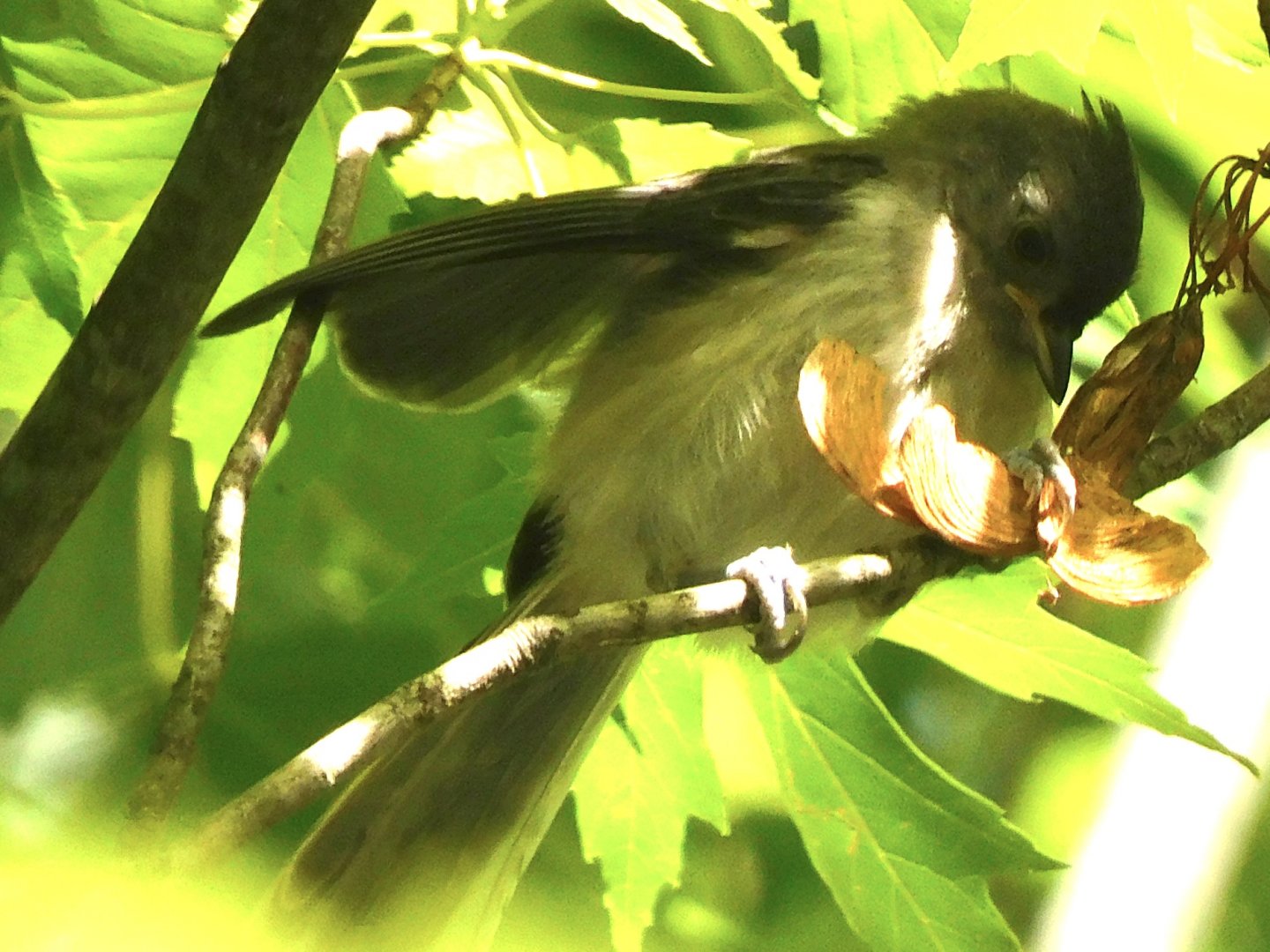 Tufted titmouse