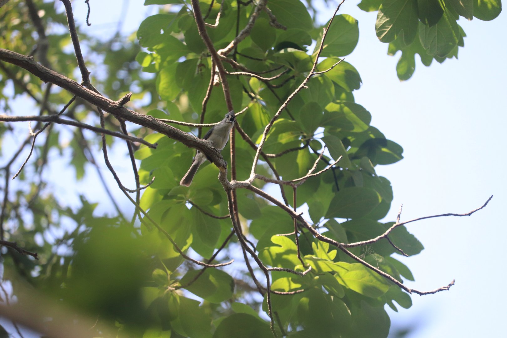 Tufted Titmouse