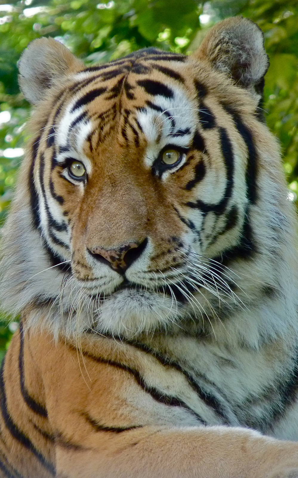 Tugar the Amur Tiger