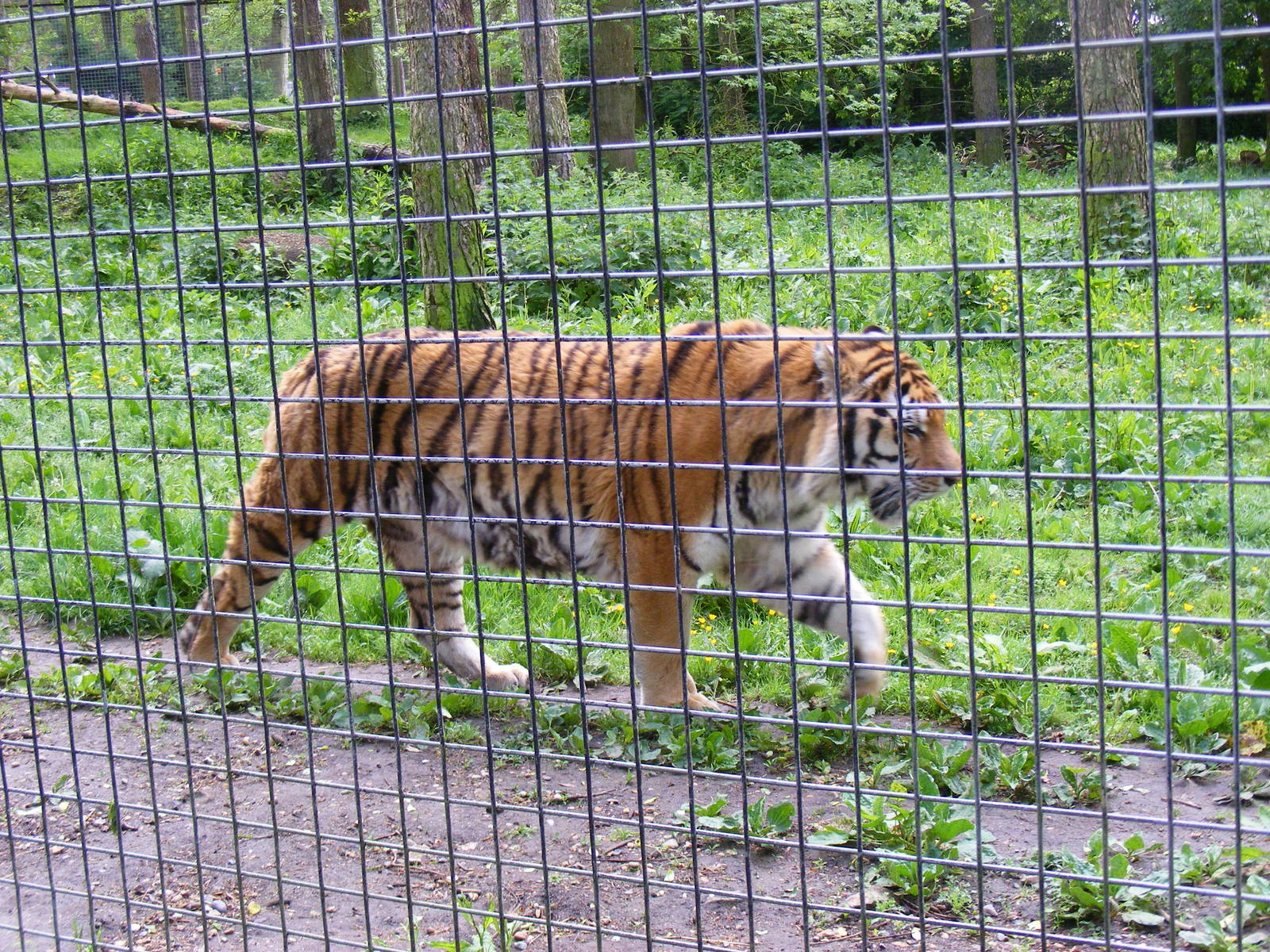 Tugar (Tug) the Amur tiger at Port Lympne Wild Animal Park, 16 May 2009