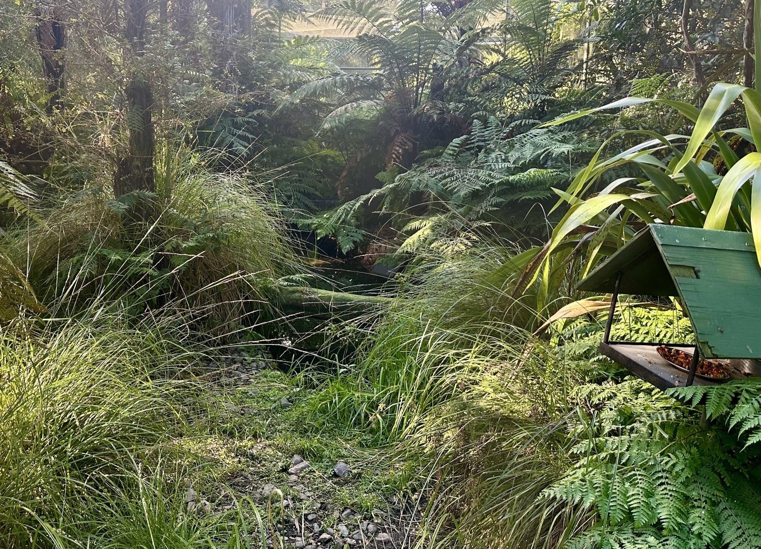 Tui/Blue Duck Aviary