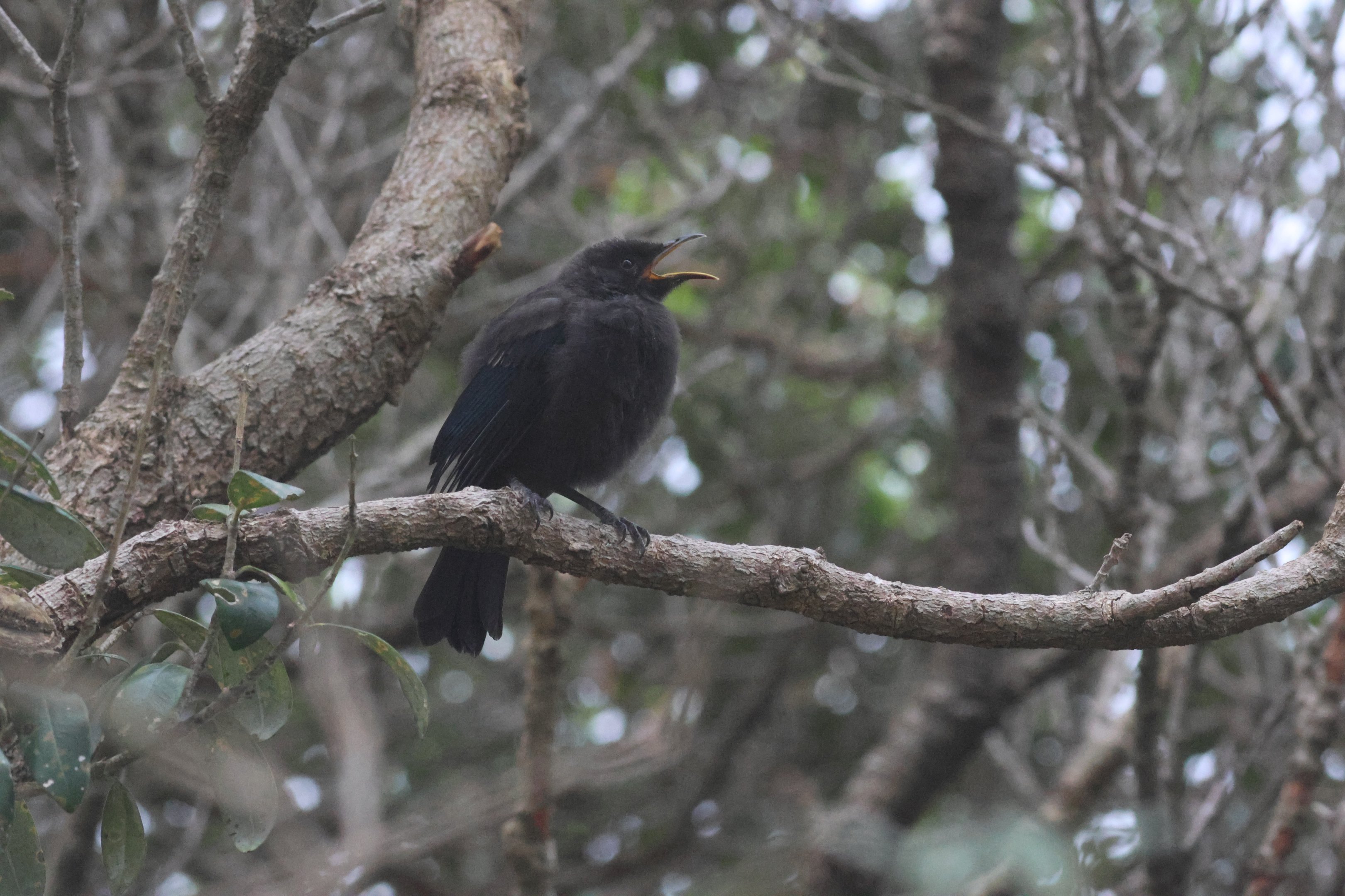 Tūī fledgling, Wellington Zoo grounds