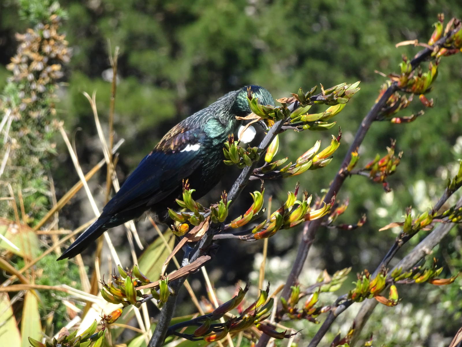Tui, November 2015